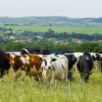 inpost_cows