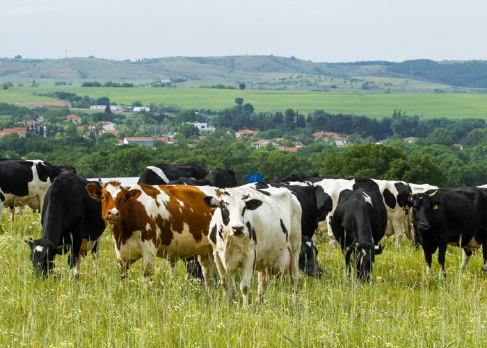 inpost_cows