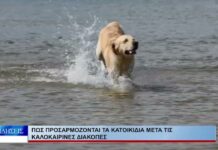 Βόλος Πώς προσαρμόζονται τα κατοικίδια μετά τις καλοκαιρινές διακοπές 030926