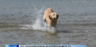 Βόλος Πώς προσαρμόζονται τα κατοικίδια μετά τις καλοκαιρινές διακοπές 030926