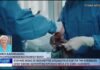 Βόλος Ευθύνες μόνο σε νοσηλευτές αποδίδουν οι ΕΔΕ για την επέμβαση 250926