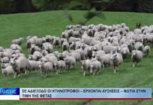 Βόλος Σε αδιέξοδο οι κτηνοτρόφοι – Έρχονται αυξήσεις – φωτιά στην τιμή της φέτας 290926