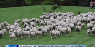 Βόλος Σε αδιέξοδο οι κτηνοτρόφοι – Έρχονται αυξήσεις – φωτιά στην τιμή της φέτας 290926