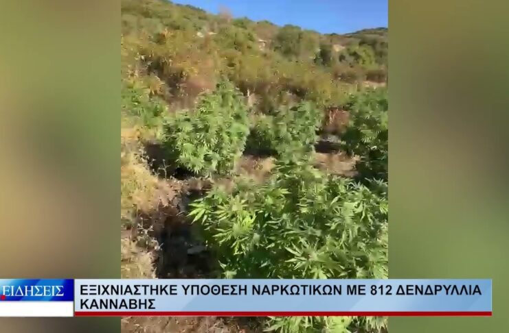 Λάρισα Εξιχνιάστηκε υπόθεση ναρκωτικών με 812 δενδρύλλια κάνναβης 161026